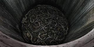 Ragnar został zabity przez ukąszenia węży; w serialu w dole obecne są jednak pozbawione jadu boa dusiciele