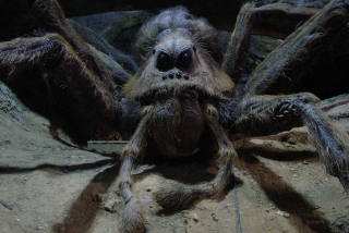 Aragog