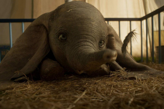 Dumbo - zdjęcie