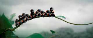 Robaczki z Zaginionej Dżungli - zdjęcie