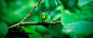 Robaczki z Zaginionej Dżungli - zdjęcie