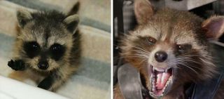 Rocket Raccoon