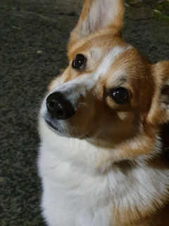 Samsung Galaxy S10+ nocą