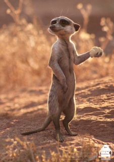 Król lew - szkic koncepcyjny