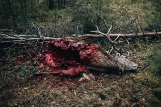 W lesie dziś nie zaśnie nikt - polski horror