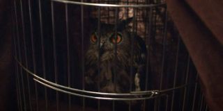 Senator Joe Keene Jr. w domu Laurie widzi trzymaną przez nią sowę – ta staje się symbolem Dana Drieberga aka Nocnego Puchacza II. Zwróćmy uwagę na słowa polityka; mówi on, że będąc prezydentem można ułaskawić wszystkich – „nawet sowa może wylecieć ze swojej klatki”. Wygląda więc na to, że Drieberg przebywa obecnie w więzieniu, a amerykański rząd wszedł w posiadanie jego technologii.  