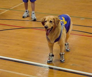77. Koszykarz Buddy (1997) – 45%