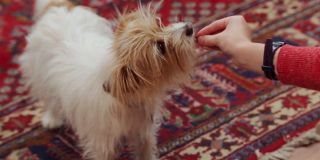 Serialowy Sparky ma swój pierwowzór w komiksach – w serii „Vision” pokazał go Tom King. Jego historia jest naprawdę przerażająca: najpierw, posiadając jeszcze imię Zeke, należał on do sąsiadów rodziny Visiona. Później przypadkowo wykopał z ziemi ciało złoczyńcy Grim Reapera. Gdy dotarł do jego broni, wyładowanie elektryczne zabiło go na miejscu. Vision postanowił przenieść jego świadomość do ciała psa-syntezoida, jednak nie był to koniec złych wieści dla zwierzęcia. W przypływie gniewu jedno z dzieci bohatera pobiło Sparky’ego na śmierć – dopiero Scarlet Witch doprowadziła do jego zmartwychwstania. 