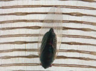 Wanda w domu Agathy widzi także owada – jest to albo ćma, którą dawniej uznawano za zwierzę stworzone przez czarownice do spółki z Szatanem (ćma pełniła również symboliczną, niezwykle ważną rolę w „Milczeniu owiec”), albo cykada, kojarząca się z nieustannym odradzaniem. Owadem tym może być także po prostu mucha – co intrygujące, Mefisto w komiksach po raz pierwszy pojawił się, przybierając właśnie formę muchy. Owadem tym może być także po prostu mucha – co intrygujące, Mefisto w komiksach po raz pierwszy pojawił się, przybierając właśnie formę muchy. Owadem tym może być także po prostu mucha – co intrygujące, Mefisto w komiksach po raz pierwszy pojawił się, przybierając właśnie formę muchy. 