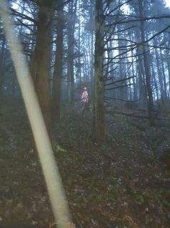 W pełni udekorowana choinka w środku lasu to bez wątpienia niecodzienne widok, który dobrze sprawdziłby się w horrorze