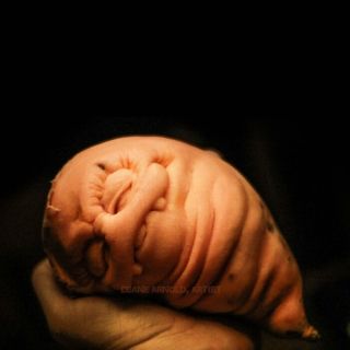 Popkulturowe rzeźby z warzyw i owoców