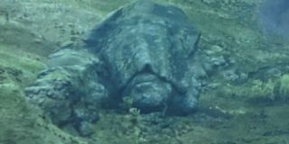 Na polu bitwy z Aliothem widzimy także gigantyczną głowę posągu – jego oblicze do złudzenia przypomina komiksowy wizerunek Living Tribunala. Ten ostatni jest strażnikiem równowagi w multiwersum, wszechpotężną istotą, w większości rankingów mocy umieszczaną na 2. miejscu zaraz po One-Above-All. O tej postaci wspomniano już w filmie „Doktor Strange”.