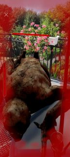 Wiedźmin: Pogromca Potworów