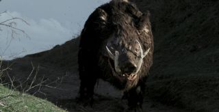 Boar