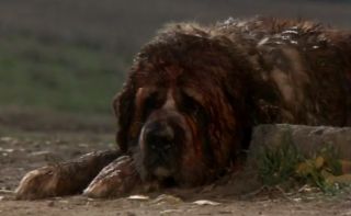 Cujo
