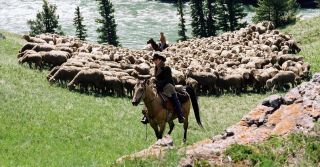 13. Tajemnica Brokeback Mountain (2005) - Larry McMurtry i Diana Ossana