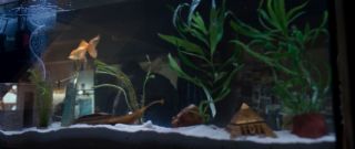 Zwróćmy uwagę, że w akwarium należącej do Stevena złotej rybki o imieniu Gus znajdują się miniaturowe wersje piramidy i starożytnej łodzi – to czytelne nawiązania do egipskiej mitologii i życia pozagrobowego.