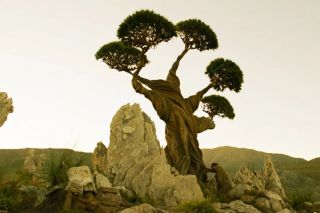 Wychowane przez wilki 2