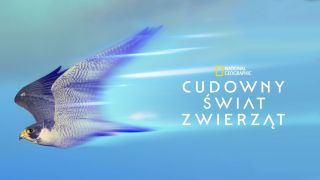 Cudowny świat zwierząt