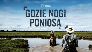 Gdzie nogi poniosą