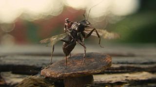 Ant-Man i Osa