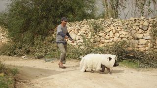 50. Kiedy świnie mają skrzydła (2011 - Francja/Belgia/Niemcy)