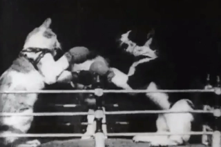 Kot vs. kot (Boksujące koty - 1894)