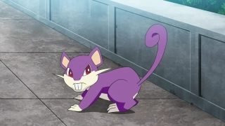 Rattata – 0,3 m