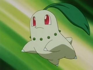 Chikorita – 0,4 m