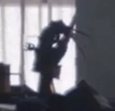 Pingwin - Strach na Wróble