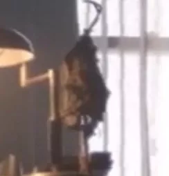 Pingwin - Strach na Wróble