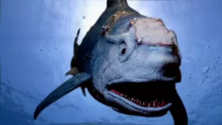 Sharkenstein – najbardziej niskobudżetowy w historii. Trudno uwierzyć, że obejrzałam go na trzeźwo. Pamiętam jedynie tyle, że pod koniec II wojny światowej trwał eksperyment, by z części wodnych drapieżników stworzyć doskonałego zabójcę, tytułowego  sharkensteina. Stworzenie po latach wychodzi na światło dzienne i sieje zamęt.