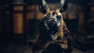 Rippy – film o zabójczym kangurze. Mimo tak obiecującego opisu, jest zaskakująco nudny. Wygląda to trochę tak, jakby reżyser chciał nakręcić dramat o żałobie, ale dostał zlecenie na horror o zabójczym kangurze, więc postanowił połączyć oba pomysły.