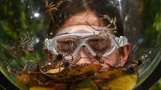 Jacqueline Jossa z programu I'm a Celebrity... Get Me Out of Here! wspominała wyjątkowo nieprzyjemny moment z planu, gdy pająk niespodziewanie znalazł się bardzo blisko jej twarzy. Jak opowiadała w wywiadzie, coś z niego spadło prosto na nią, co kompletnie ją sparaliżowało z zaskoczenia.