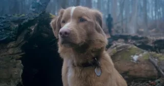 Good Boy (2025) - pies Indy. Historia opowiedziana jest z perspektywy czworonoga.