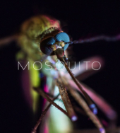 Mosquito