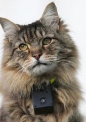 The Truth About Cats – Sezon 1