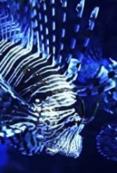 Skrzydlice – nowi piraci z Karaibów