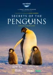 Sekretne życie pingwinów