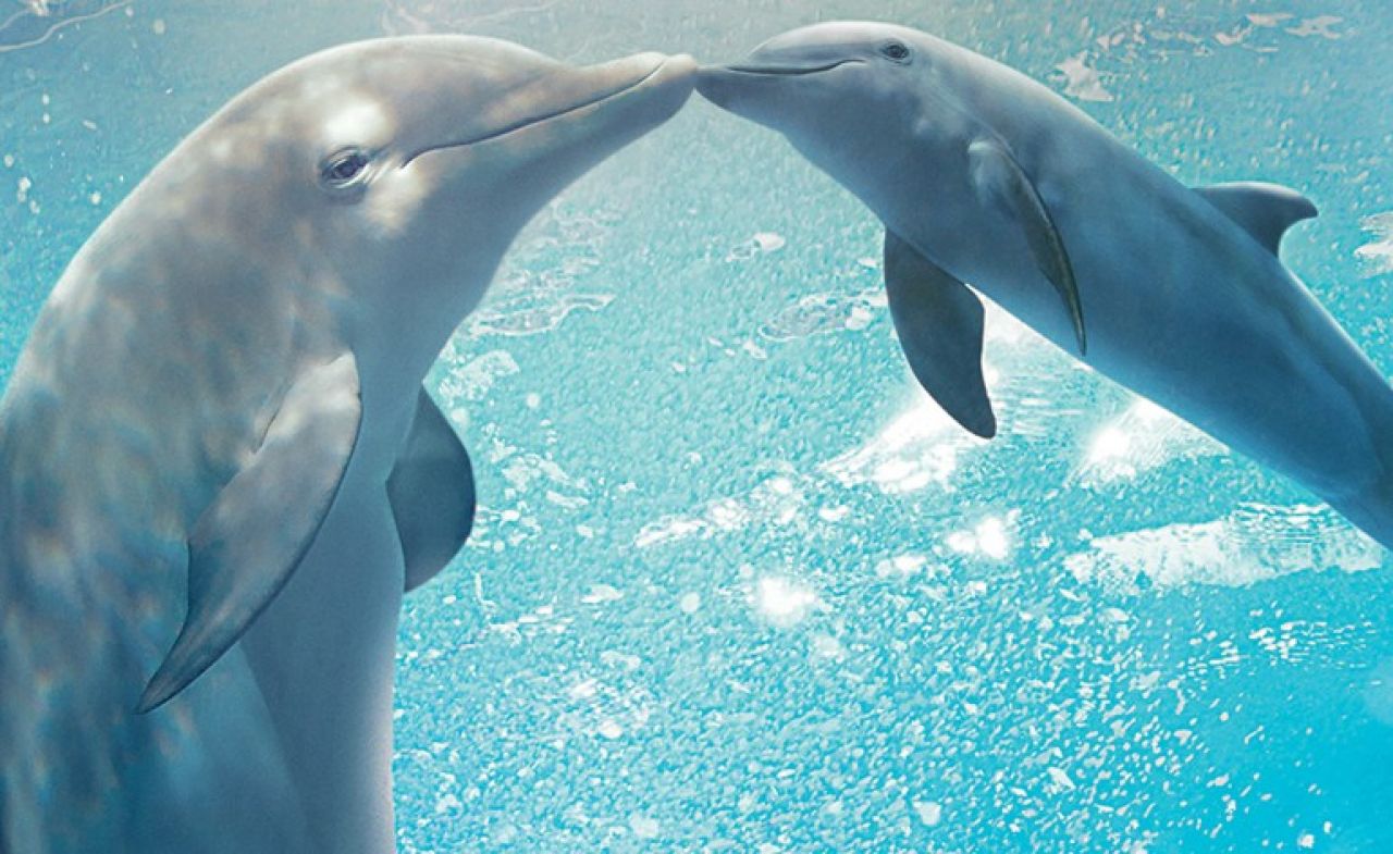 „Mój przyjaciel delfin 2: Ocalić Mandy” Blu-ray – recenzja