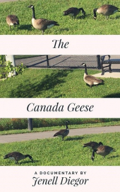 The Canada Geese