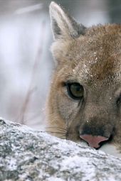 Puma - Bestia z Gévaudan