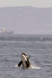 Orki Gibraltaru: dziwne ataki