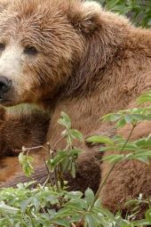 Niedźwiedź kodiacki - gigant z Alaski