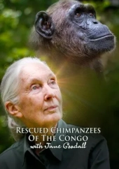 Szympansy z Kongo: Jane Goodall zaprasza