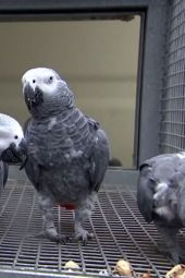 Papugi, które klną jak szewc