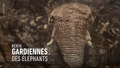 Kenijskie królowe słoni