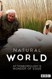 David Attenborough: Jajko cud natury