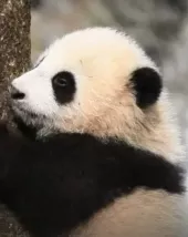     Four Seasons with the Pandas