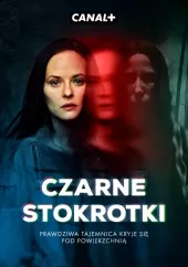 Czarne stokrotki